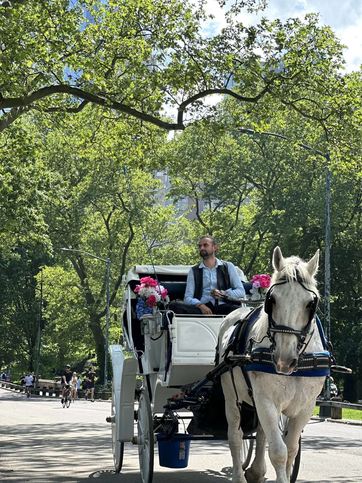 Central Park carriage ride at golden hour