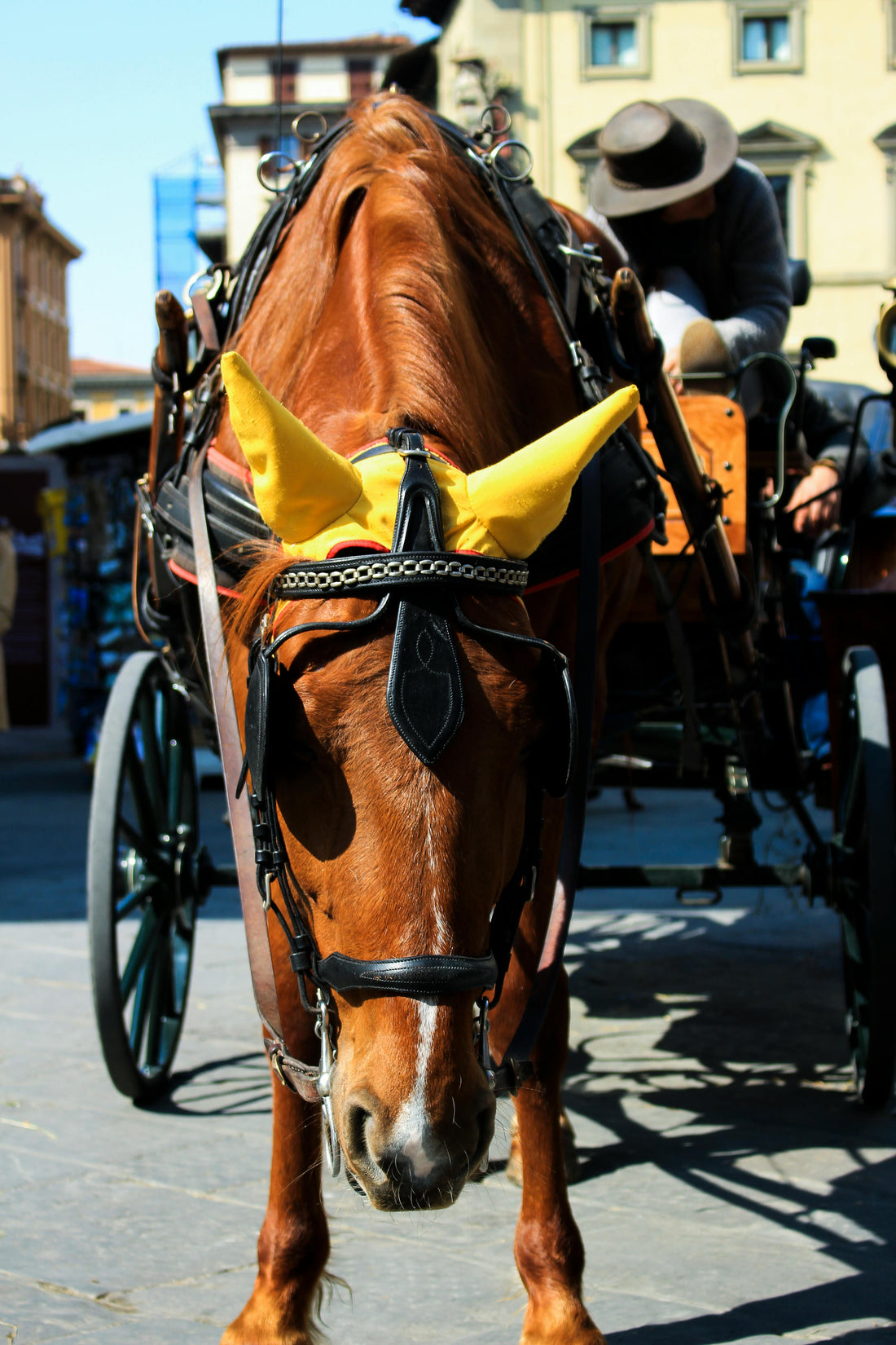 A Day in the Life: Driving a Horse Carriage in the City