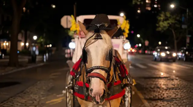 NYC Horse Carriage Ride in Central Park