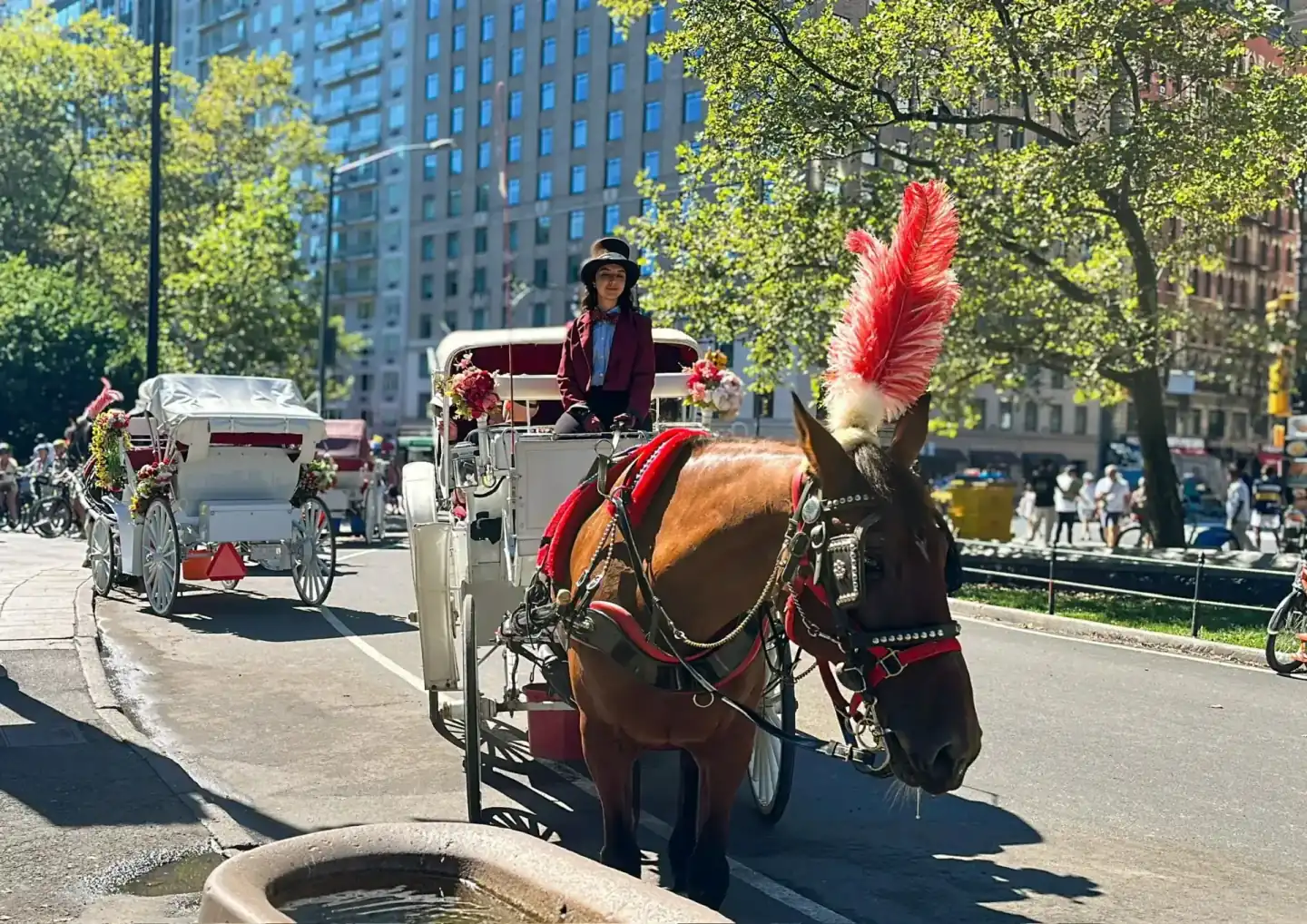 NYC Royal Carriage horses in Central Park